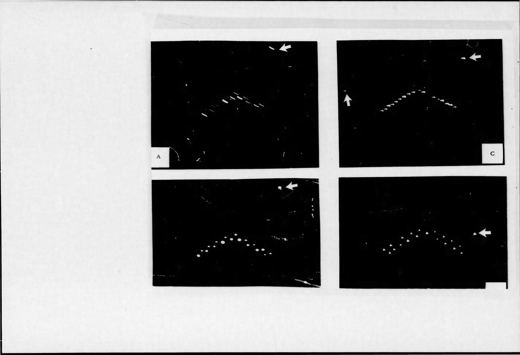 Blue Book print: four frame enlargements