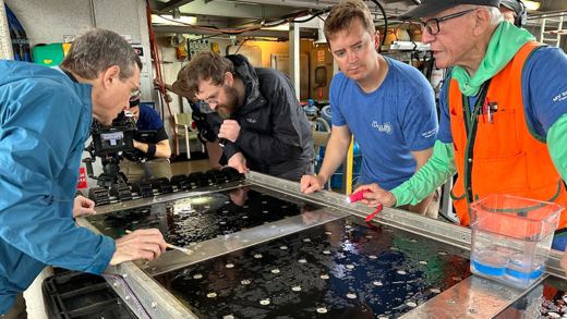 Sorting sled material aboard the Silver Star, June 2023